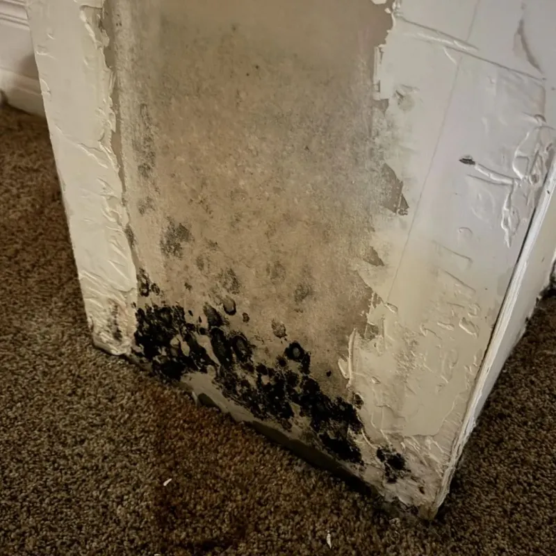 Professional Mold Removal in Caryville, TN
